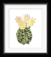 Cactus Bloom II Framed Print