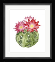 Cactus Bloom III Framed Print