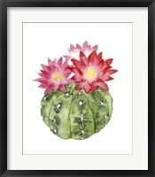 Cactus Bloom III Fine Art Print