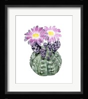 Cactus Bloom IV Framed Print