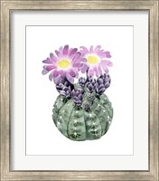 Cactus Bloom IV Fine Art Print