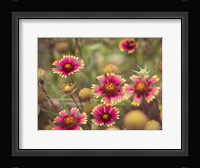Wild Blooms II Fine Art Print