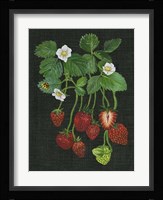 Strawberry Fields II Framed Print