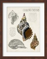 Seashell Field Notes I Fine Art Print