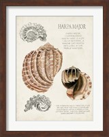 Seashell Field Notes II Fine Art Print