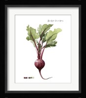Root Vegetable II Framed Print