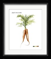 Root Vegetable III Fine Art Print