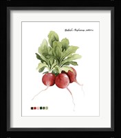 Root Vegetable IV Framed Print