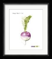 Root Vegetable VI Framed Print