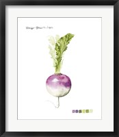 Root Vegetable VI Fine Art Print
