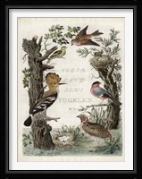 Woodpecker Sanctuary Fine Art Print