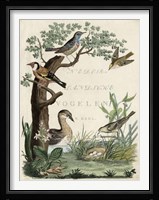 Duck Sanctuary Fine Art Print