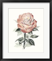 Beholden Rose I Fine Art Print