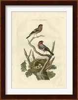 Nozeman Birds & Nests  I Fine Art Print