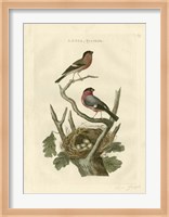 Nozeman Birds & Nests  I Fine Art Print