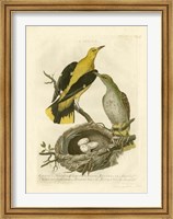 Nozeman Birds & Nests  II Fine Art Print