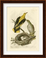 Nozeman Birds & Nests  II Fine Art Print