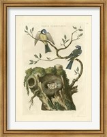 Nozeman Birds & Nests  III Fine Art Print