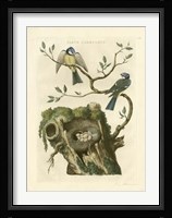Nozeman Birds & Nests  III Fine Art Print