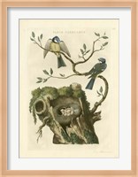 Nozeman Birds & Nests  III Fine Art Print