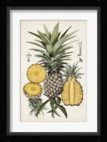 Pineapple Botanical Study I Framed Print