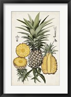 Pineapple Botanical Study I Fine Art Print
