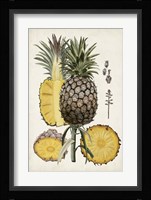 Pineapple Botanical Study II Framed Print