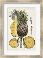 Pineapple Botanical Study II Fine Art Print