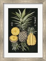 Graphic Pineapple Botanical Study I Fine Art Print