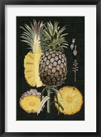 Graphic Pineapple Botanical Study II Fine Art Print