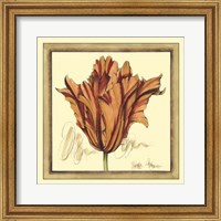 Tulip Study VII Fine Art Print