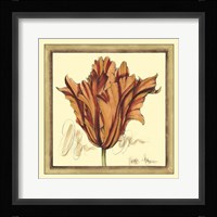 Tulip Study VII Framed Print
