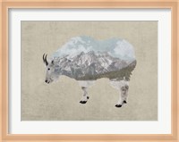 Rocky Mountain Goat Fine Art Print