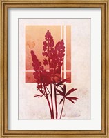 Ombre Lupine Flowers Fine Art Print