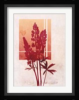 Ombre Lupine Flowers Framed Print