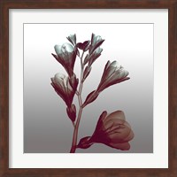 Ombre Freesia Flowers X-Ray Fine Art Print