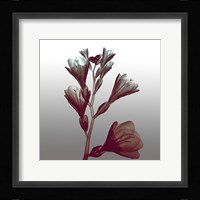 Ombre Freesia Flowers X-Ray Fine Art Print