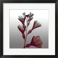 Ombre Freesia Flowers X-Ray Fine Art Print