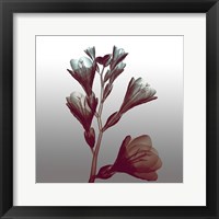 Ombre Freesia Flowers X-Ray Framed Print