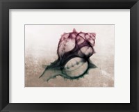 Ombre Sea Shell X-Ray Fine Art Print