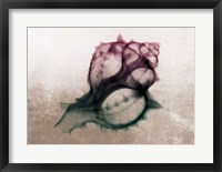 Ombre Sea Shell X-Ray Fine Art Print