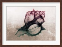 Ombre Sea Shell X-Ray Fine Art Print