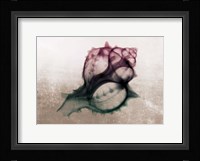Ombre Sea Shell X-Ray Fine Art Print