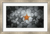 Pop of Color Orange Starfish Fine Art Print