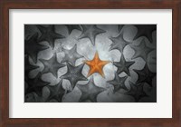 Pop of Color Orange Starfish Fine Art Print