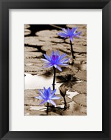 Pop of Color Lotus Flowers Fine Art Print