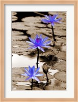 Pop of Color Lotus Flowers Fine Art Print
