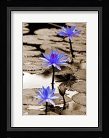 Pop of Color Lotus Flowers Fine Art Print