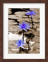 Pop of Color Lotus Flowers Fine Art Print