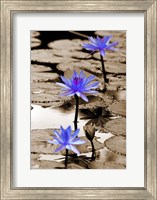 Pop of Color Lotus Flowers Fine Art Print